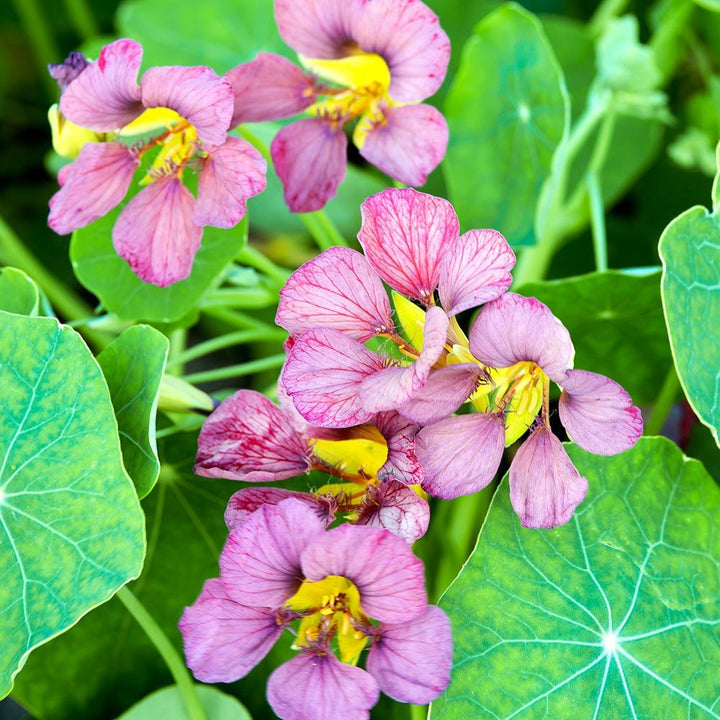 Light Purple Nasturtium Flower Seeds for Planting – Heirloom, Non-GMO, High Germination Organic Garden Seeds