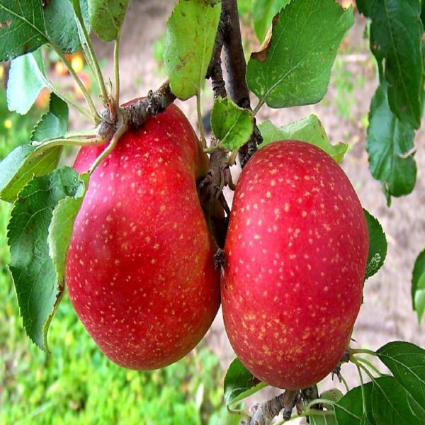 Esopus Spitzenburg Apple Fruit Seeds - Fresh, Crisp Green Apples to Grow in Your Backyard