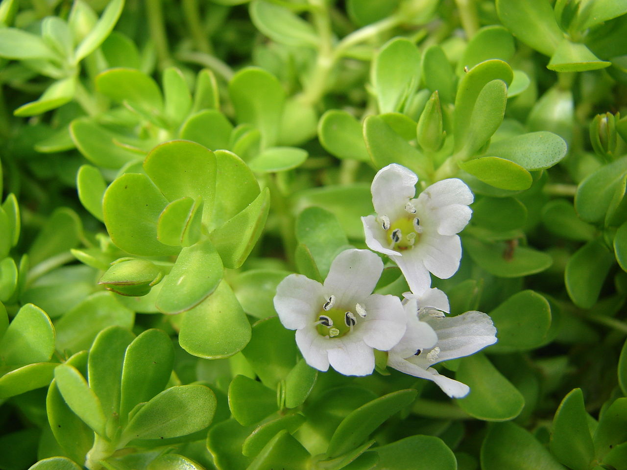 brahmi plant seeds online Brahmi (Bacopa monnieri) Seeds for Planting – Heirloom, Non-GMO Ayurve – Neeraseeds