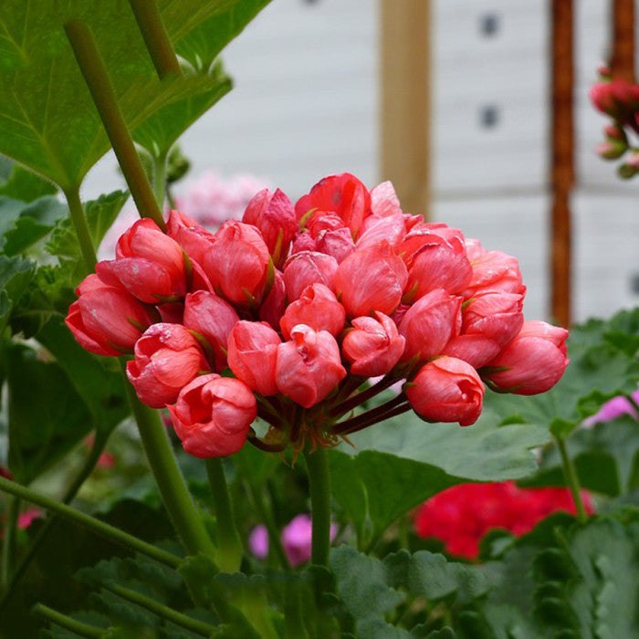 Geranium Æbleblomst Røde Blomsterfrø til Plantning 100 stk