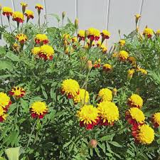 Tiger-Eye Marigold Flower Seeds for Planting