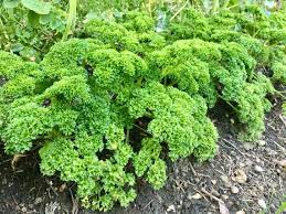 Curly Parsley Seeds for Planting – Heirloom, Non-GMO Culinary Herb for Kitchen Gardens and Garnishing