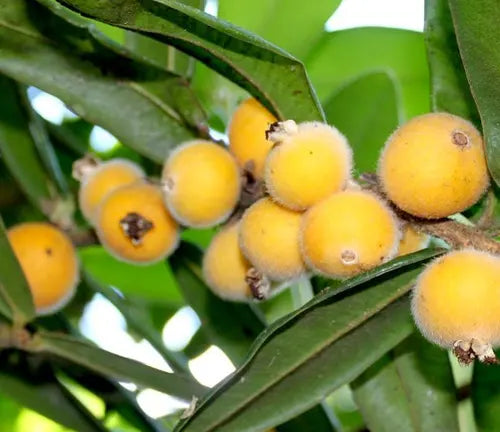 Plinia aureana – "Yellow Jabuticaba" Fruit Seeds for Planting– Exotic and Rare, Heirloom Seeds