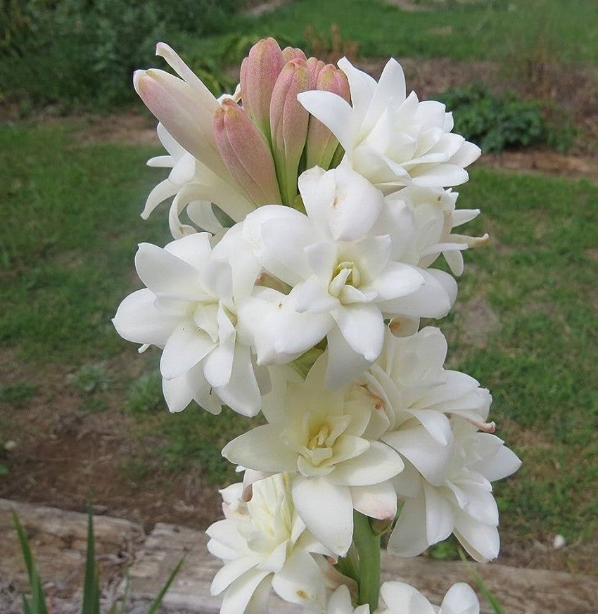 asperata flower flower seeds