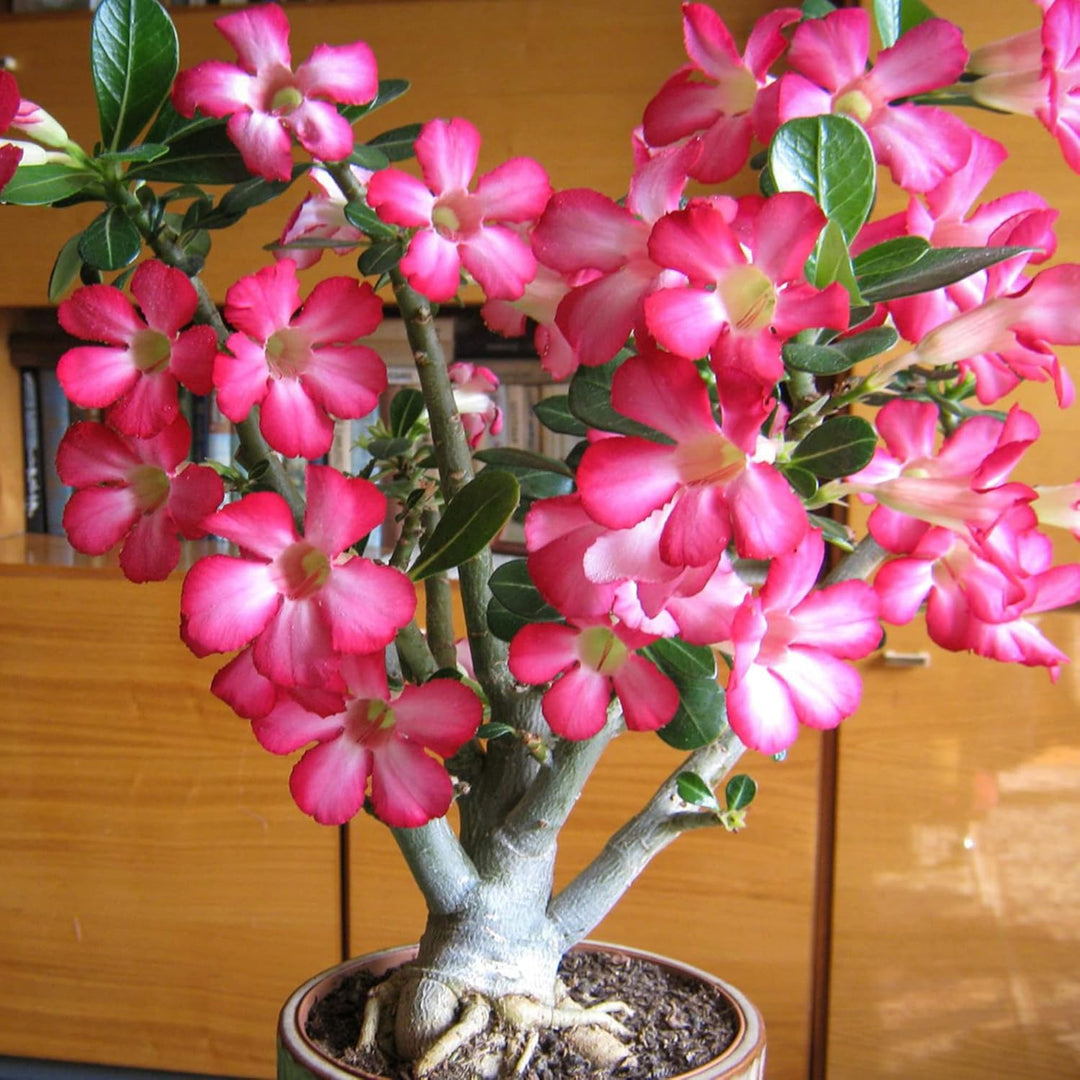 Adenium Flower Seeds for Planting - 100 pcs