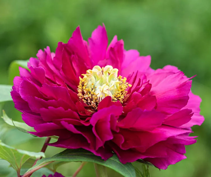 Paeonia Flower Seeds – Heirloom Non-GMO Peony Blooms for Elegant Garden Planting