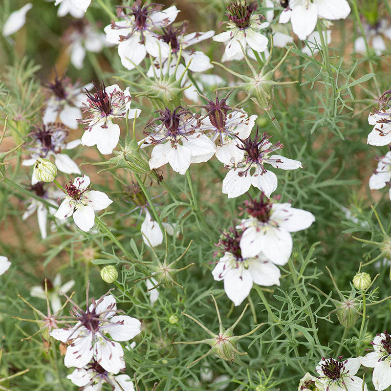 Hvide Nigella afrikanske blomsterfrø til udplantning - 100 stk