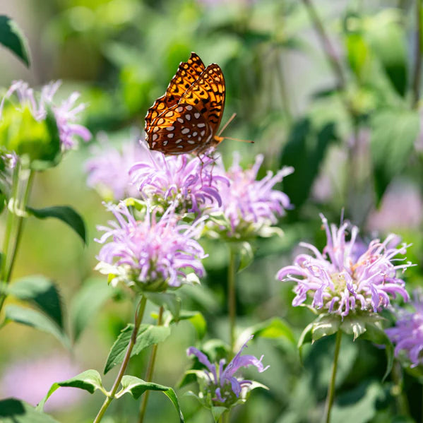 Violet Bergamot Flower Seeds for Planting - 100 pcs