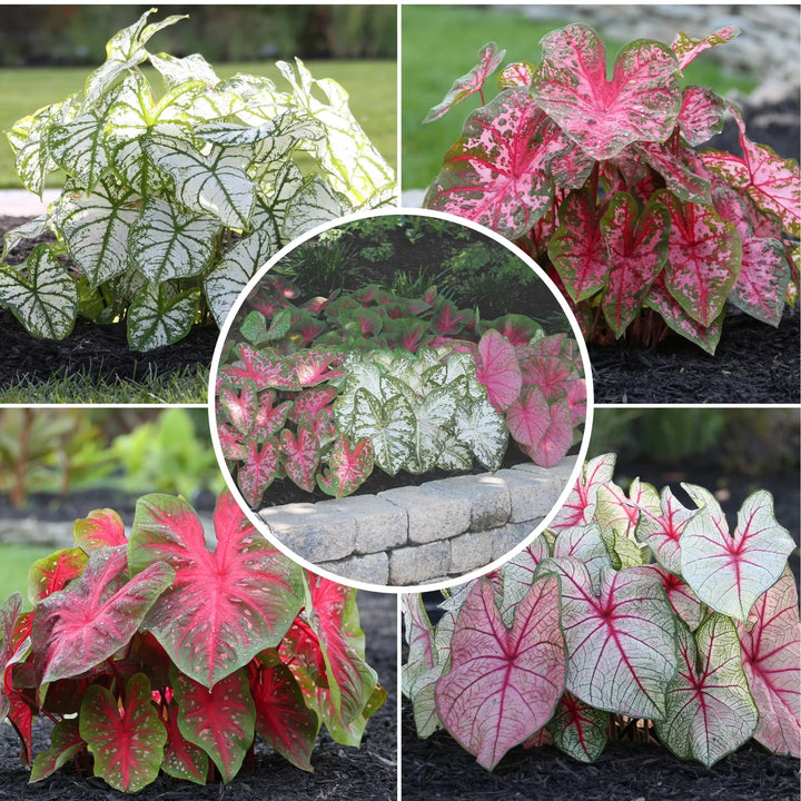 Caladium Bicolor Mixed Flower Seeds for Planting 100 pcs