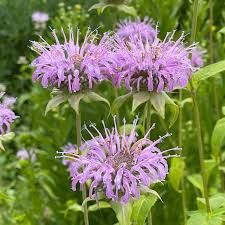 wahpe washtemna flower seeds