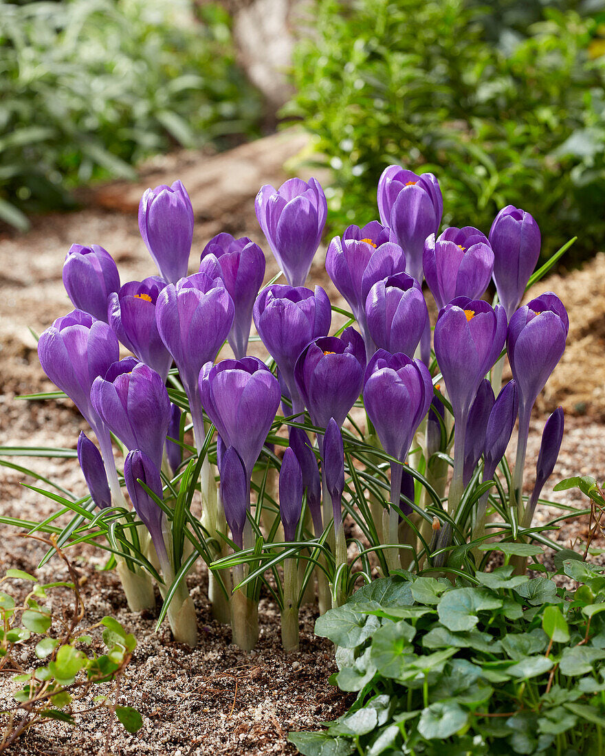 Blue Ocean crocus Flower Seeds for Planting - 100 pcs