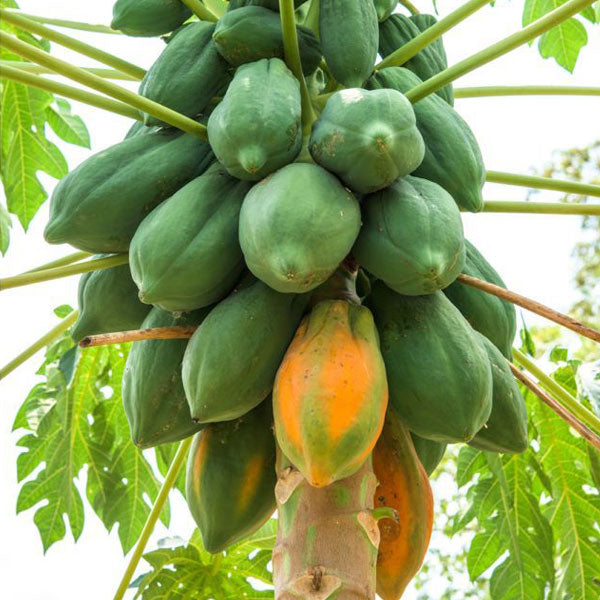 Red Lady Papaya Fruit Seeds for Planting - Growing Exotic Tropical Papayas, Non-GMO Seeds