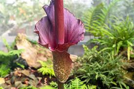 voodoo lily flower seeds