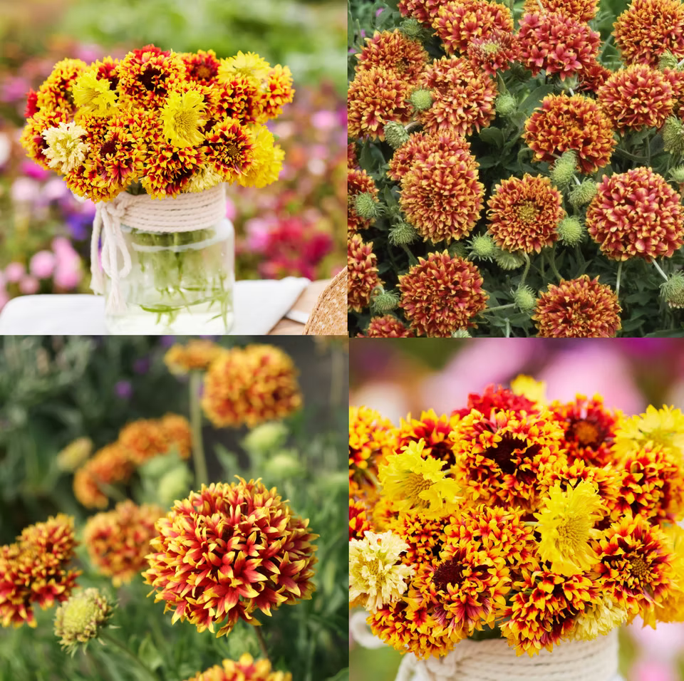 milkweed mix flower seeds