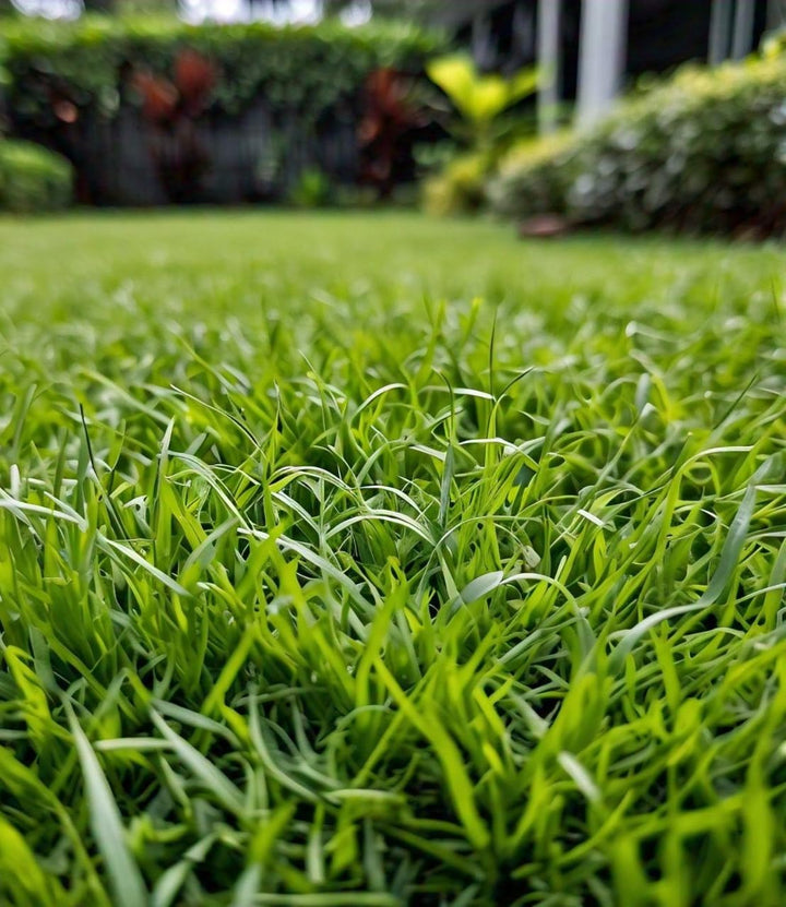 Zoysia Zeon Grass Seed – Premium Lawn Solution for Lush Green Yards