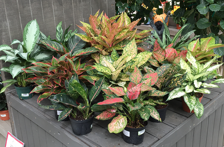 Aglaonema blandede plantefrø til udplantning - 100 stk