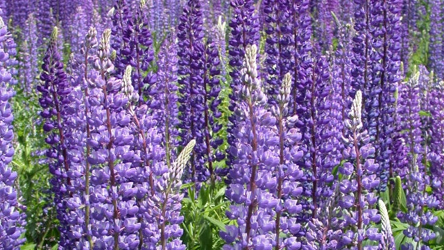 Wild Lupine / Sundial Lupine (Lupinus perennis) Flower Seeds for Planting - Heirloom & Non-GMO garden seeds