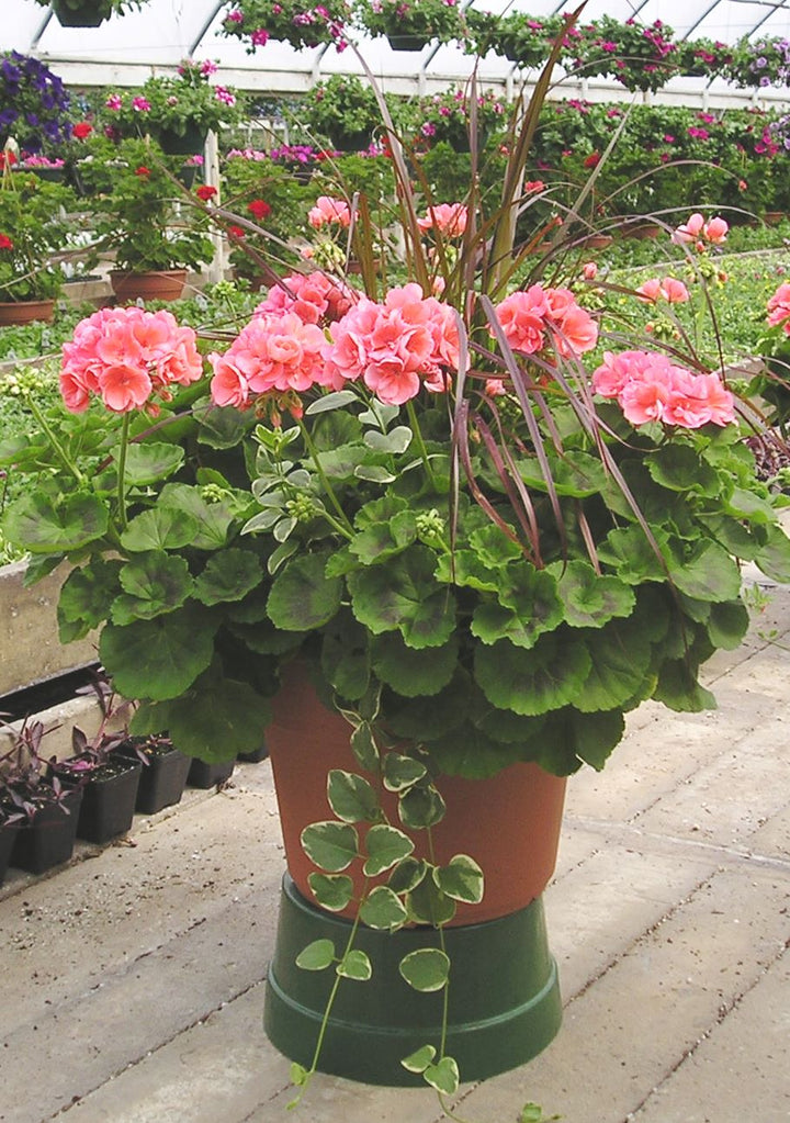 Geranium Light Red Green Flower Seeds for Planting 100 pcs