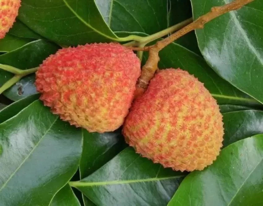 Orange Litchi Fruit Seeds for Planting – Rich in Sweetness,Ideal for Home Garden, Heirloom Seeds