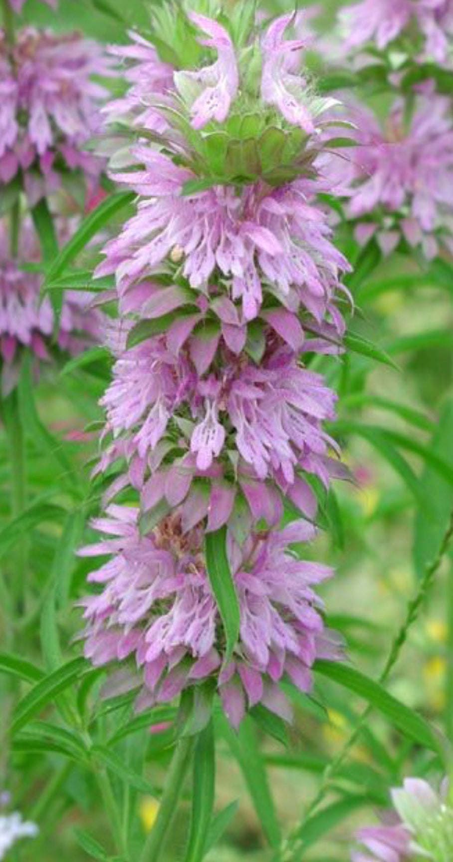 Lilla Citronbi Blomsterfrø til udplantning - 100 stk