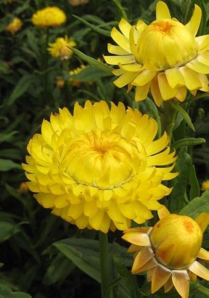yellow strawflower flower seeds