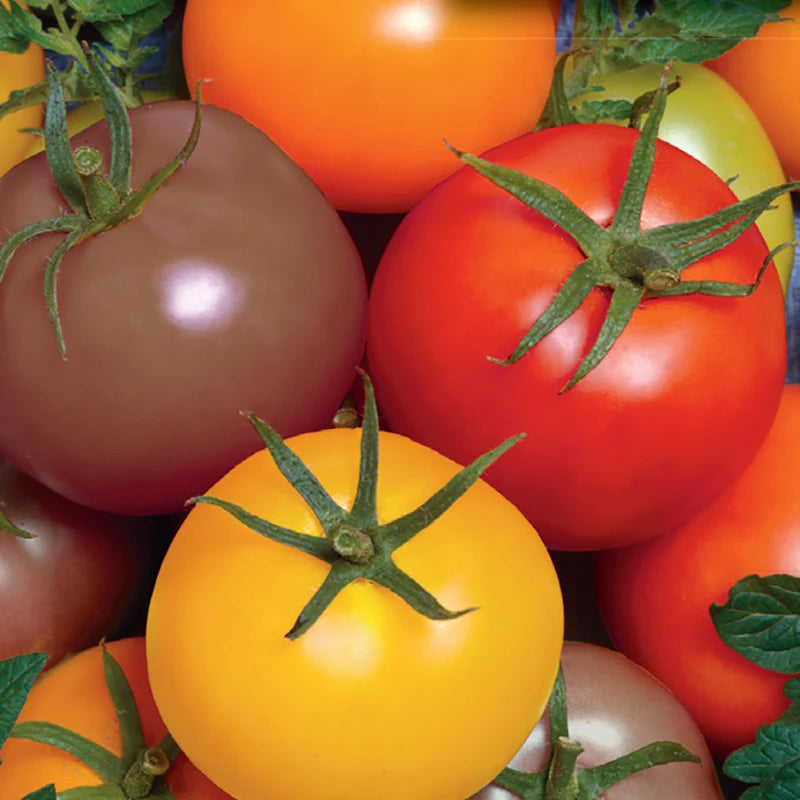 Heirloom Mixed Giant Monster Tomato Seeds for Planting