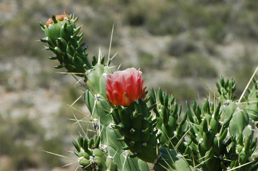 Grønne Austrocylindropuntia plantefrø til plantning - 100 stk