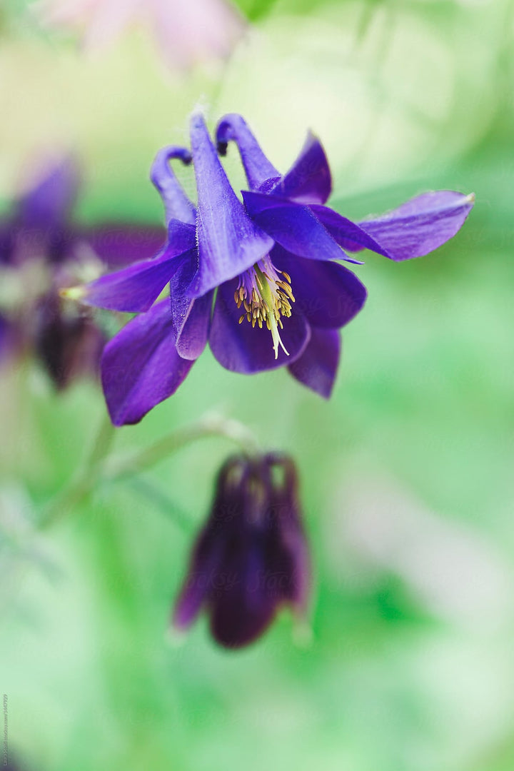 Aquilegia blomsterfrø til udplantning - Lilla 100 stk