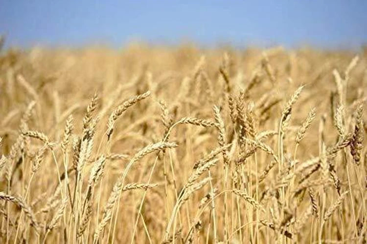 Israel Wheat Grass Seeds – Non-GMO, High-Germination Seeds for Juicing, Detox, and Organic Indoor Growing