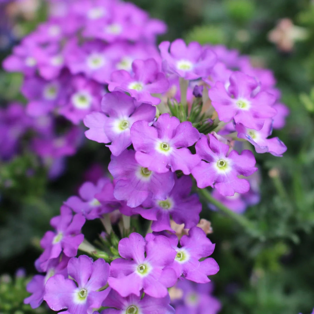 Semi-Trailing Verbena Flower Seeds for Planting – Heirloom Non-GMO | Cascading Blooms for Hanging Baskets