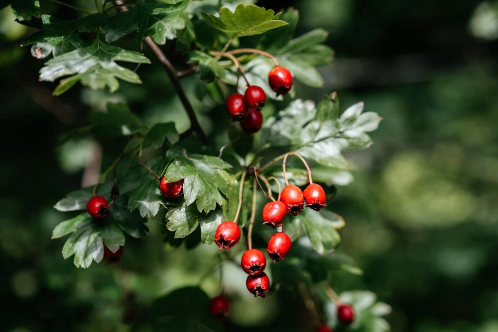 Red Hawthorn Plant Seeds - Hardy Tree Seeds - Heirloom & Non-GMO Seeds for planting