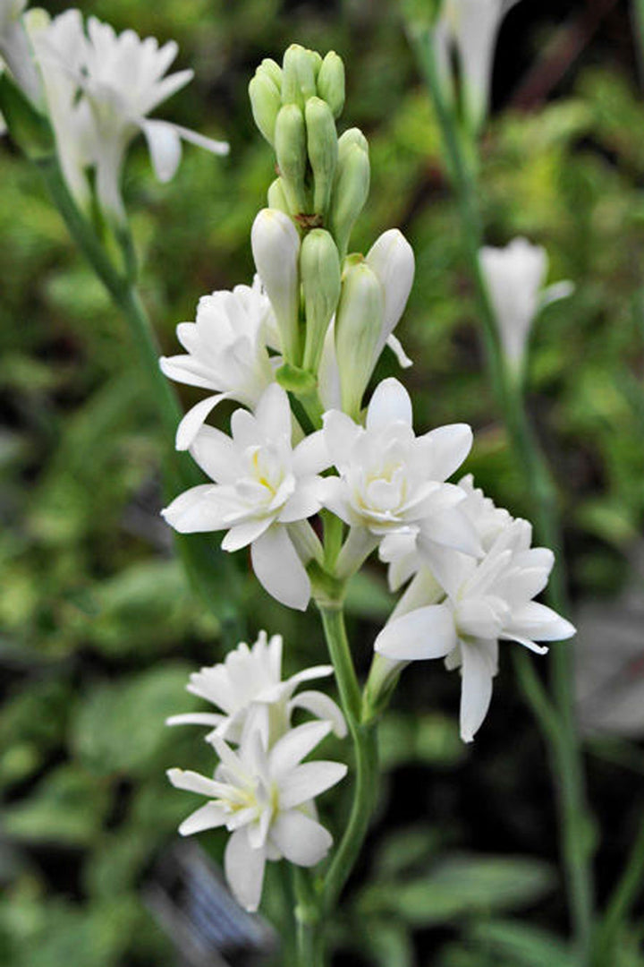 Lyseblå Hvid Duftende Fed Blomsterfrø til Plantning 100 stk