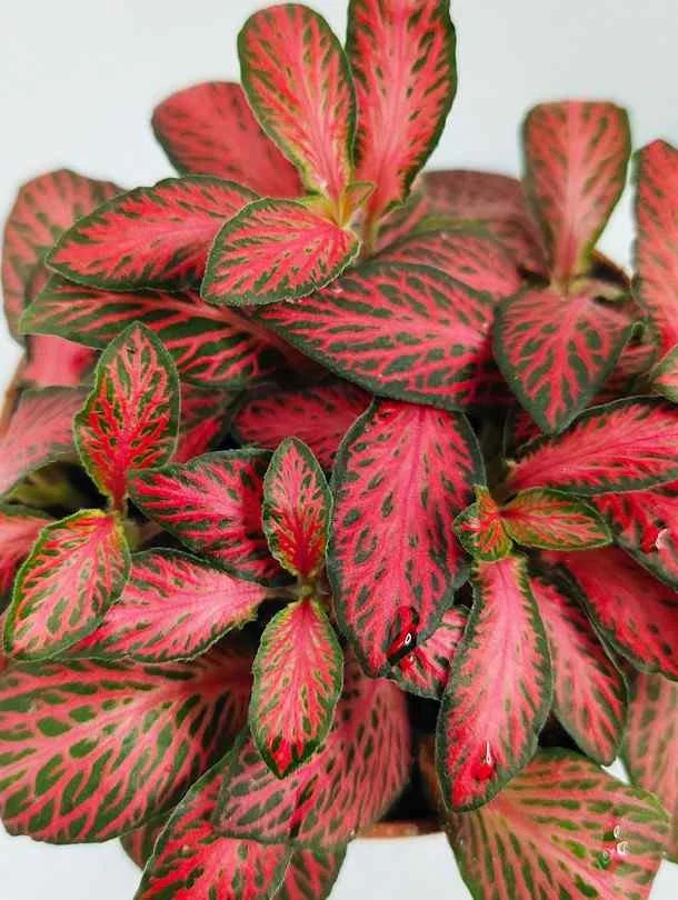 nerve plant seeds Red Fittonia Verschaffeltii Plant Seeds for Planting – Heirloom, Non-G – Neeraseeds