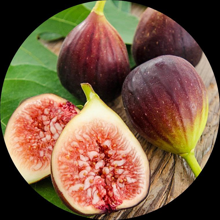 Brown Turkey Fig Fruit Tree Seeds for Planting- Hardy Fig Variety for Zones, Home Garden Fig Seeds