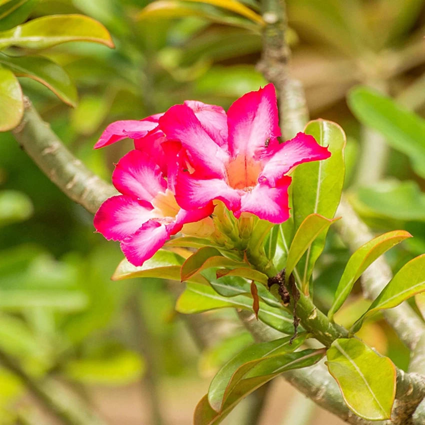 Adenium Flower Seeds for Planting - 100 pcs