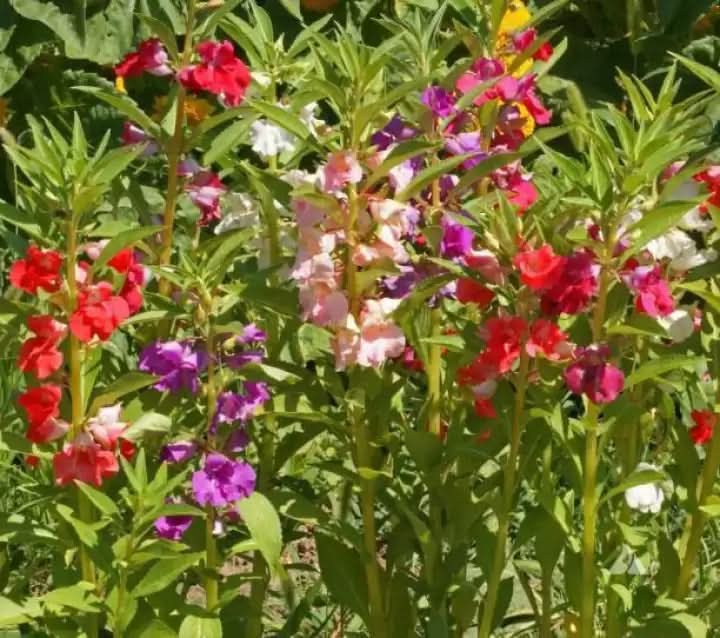 balsamine flower flower seeds