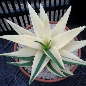 Green White Aloe Vera Plant Seeds for Planting - Heirloom & Non-GMO Seeds for planting