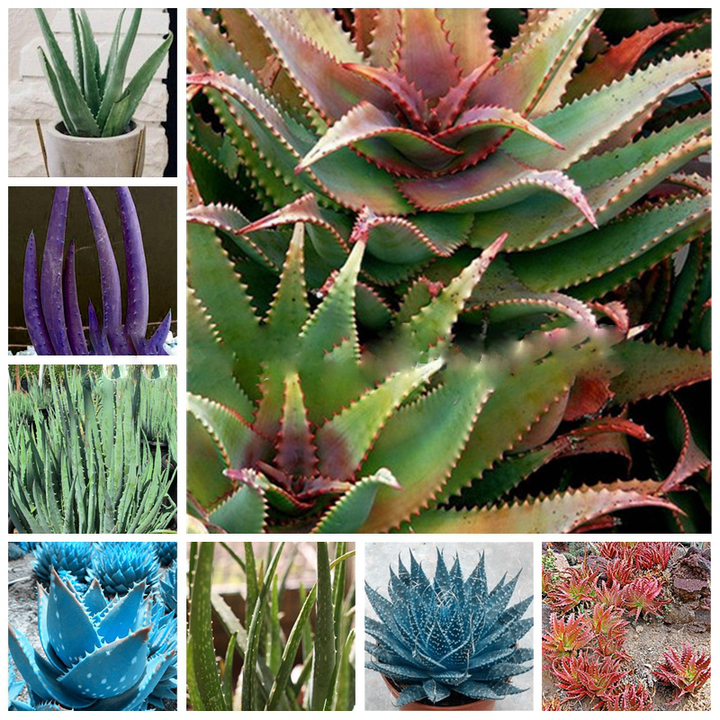 Edible Aloe Vera Mixed Colour Plant Seeds for Planting 100 pcs