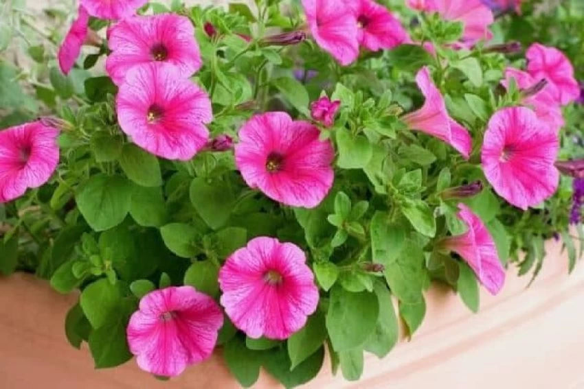 Friske Petunia Blomsterfrø til udplantning, Pink 100 stk