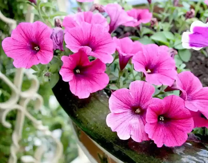 Blandede Violet Petunia Blomsterfrø til Plantning 100 stk