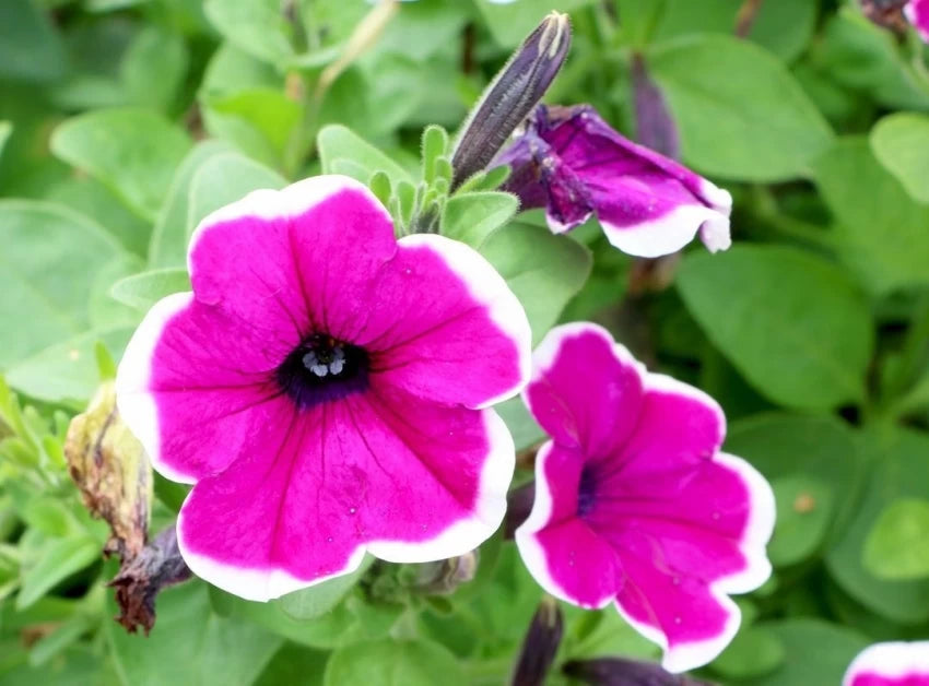 Thick Pink & White Petunia Flower Seeds – Heirloom Non-GMO Seeds for Garden Planting