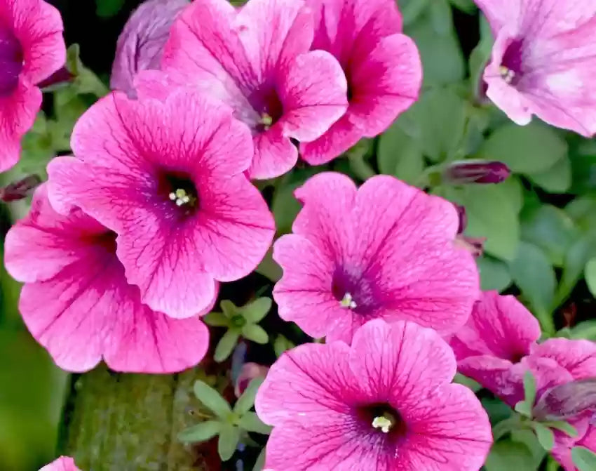 Fresh Petunia Flower Seeds for Planting, Pink 100 pcs