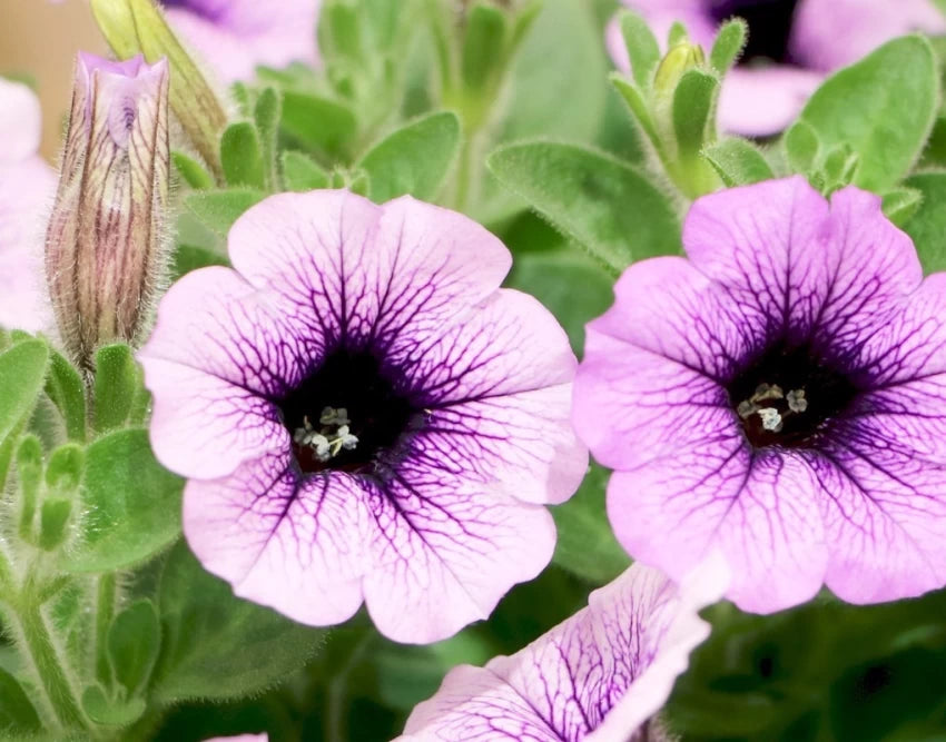 Lavender Petunia Flower Seeds 100 pcs