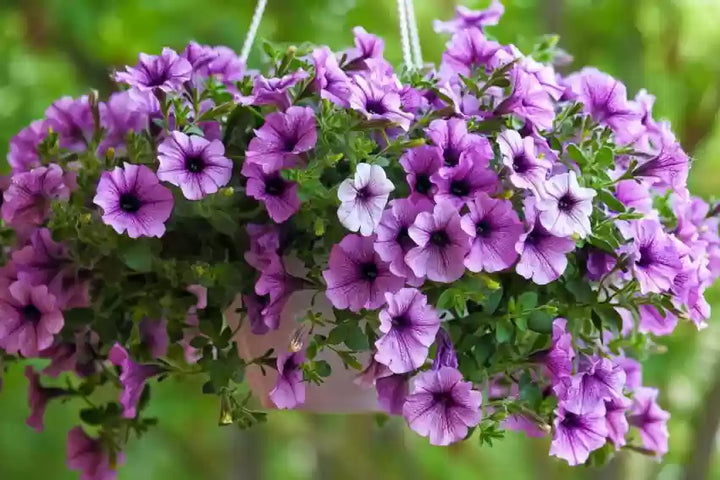 Violet Petunia Hanging Flower Seeds for Planting – Heirloom, NON-GMO, Easy to Grow Garden Blooms