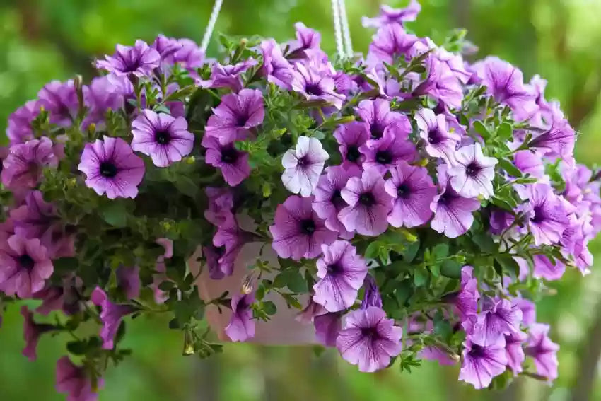 Violet Petunia Hanging Flower Seeds for Planting – Heirloom, NON-GMO, Easy to Grow Garden Blooms