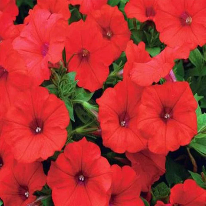 Fresh Petunia Flower Seeds for Planting, Red 100 pcs