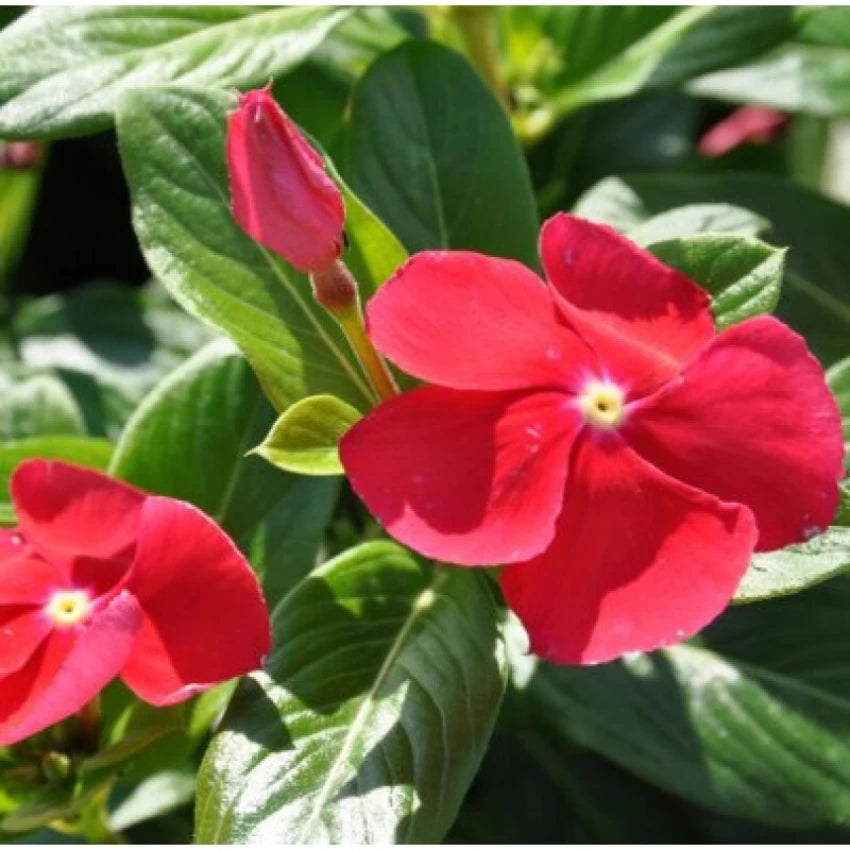 Periwinkle Vinca Røde Blomsterfrø til Plantning 100 stk