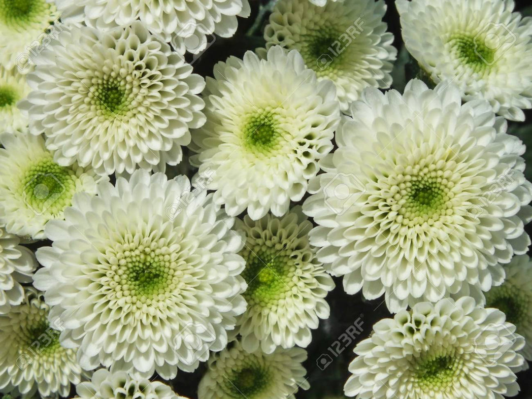 Green White Chrysanthemum Flower Seeds for Planting – 100 pcs