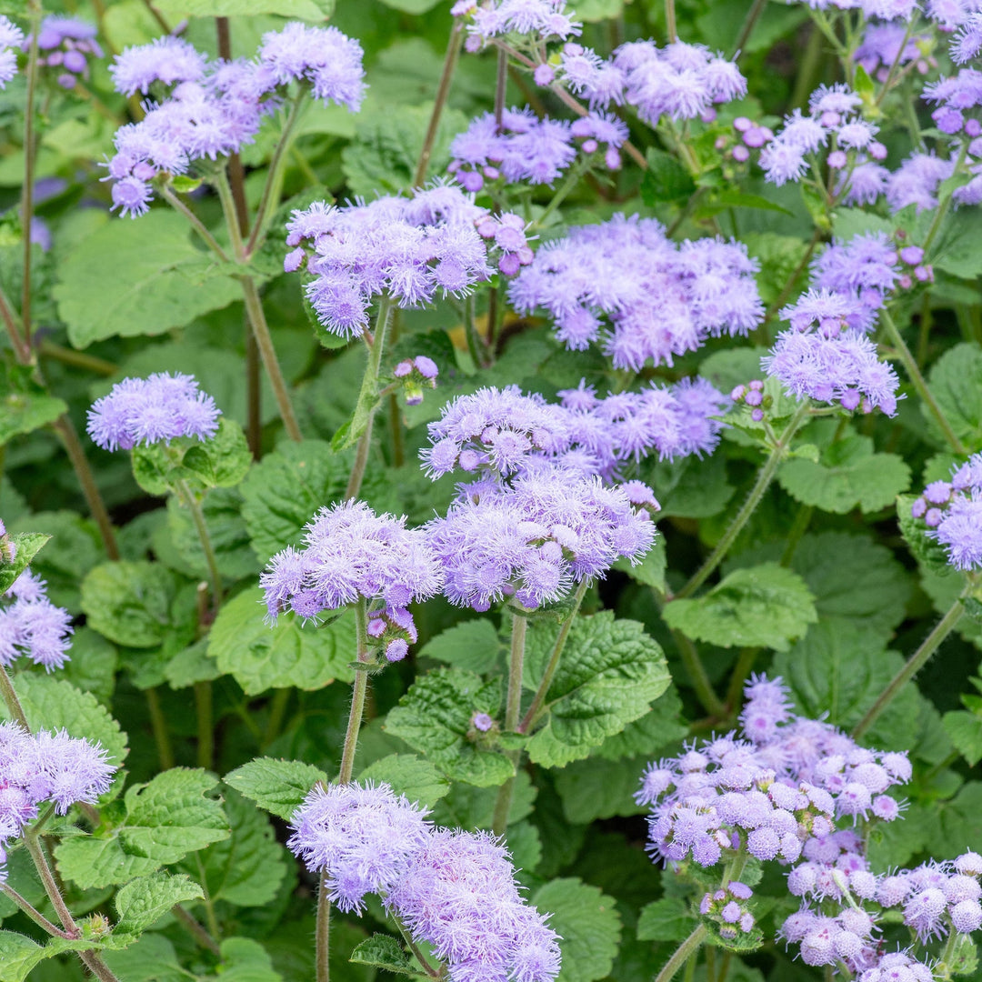 violet ageratum flower seeds