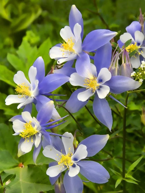 Aquilegia blomsterfrø til plantning, arvestykke, ikke-GMO, 100 stk.